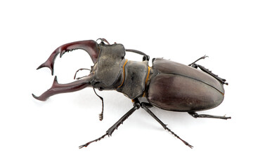Male stag beetle, Lucanus cervus isolated on white background