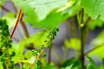 Young grapes begin to grow against a background of leaves.