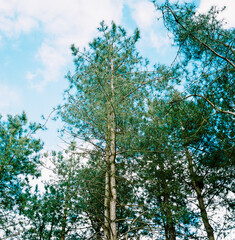 Tall trees in the Woods