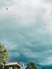 birds flying above the tree in the wind before the storm near the sea during summer vacation in...