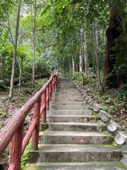 wooden bridge in the forest