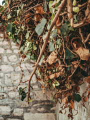 autumn leaves on the stone wall during summer vacation