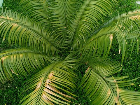 cycas revoluta plant that grows in front of the house
