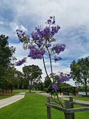 Beautiful view of a park with green grass, tall trees and paved trail for walking and cycling, Reid Park, Parramatta Cycleway, Rydalmere, Sydney, New South Wales, Australia

