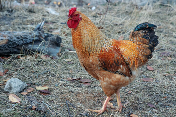 rooster in the farm