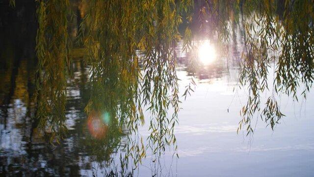 Branches of a weeping willow touching surface of a lake during sunset in autumn. Tree leaves move in the wind. Sun reflection on calm water. Relaxing, meditative nature moment. Zen meditation.
