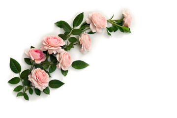 Fototapeta na wymiar Flowers pink roses with leaves on a white background with space for text. Top view, flat lay
