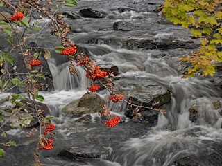 Autumn colors on the mountain stream
