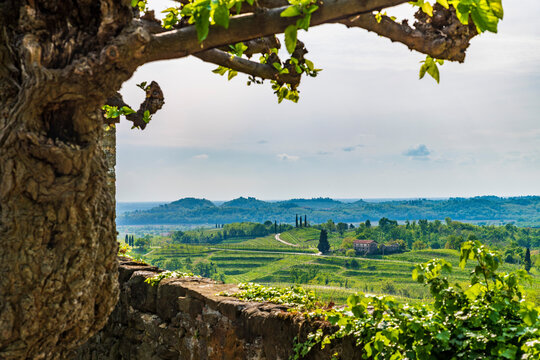 Flowers and vineyards on the hills of the Collio Friulano.