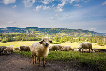 Sheeps on the Tatry mountains