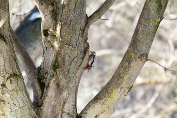 Fototapeta premium Pájaro carpintero. Pico picapinos. Dendrocopos major