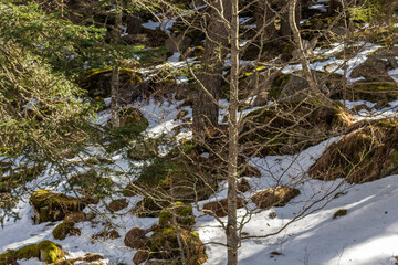 A young deer strolls though a winter woodland looking for food, with a sprinkling of snow on the ground, Gaube Valley, near the town of Cauterets in the Haute-Pyrénées department, France.