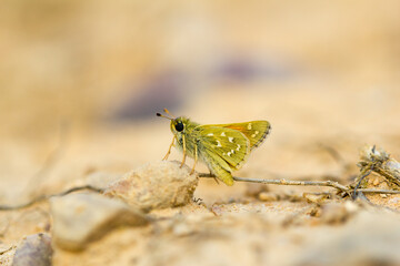 Mariposa. Dorada manchas blancas. Hesperia comma