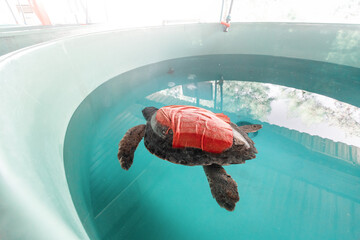 An injured and sick loggerhead turtle is undergoing rehabilitation and treatment at a veterinary...