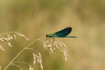 Caballito del diablo. Libélula. Agrion virgo
