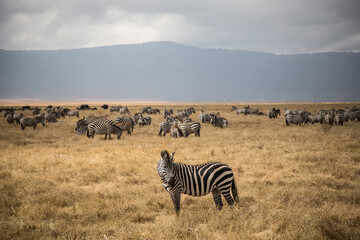 Fototapeta na wymiar Group of zebras in the african savanna