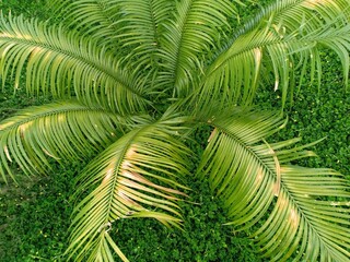 cycas revoluta plant that grows in front of the house