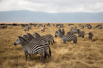 Obraz na płótnie Canvas Group of zebras in the african savanna