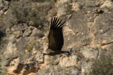 Buitre leonado. Gyps fulvus