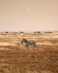 Foto op Aluminium Groep zebra& 39 s in de Afrikaanse savanne © Laura