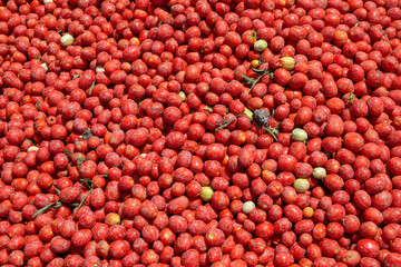 Tomatoes background. Group of fresh harvested tomatoes.