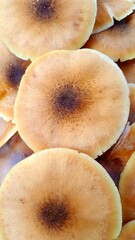 close up of mushrooms