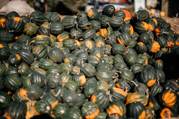 pumpkins