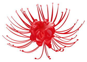 Hand drawn red spider lily 3d isolated on white background