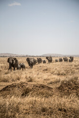 Fototapeta na wymiar Group of elephants walking through the african savanna