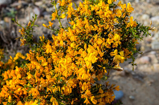Pretty Wild Yellow Flowers Growing in a Semi Desert Environment.