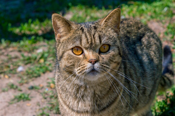 Naklejka na ściany i meble Cute gray cat with orange eyes, enjoying warm sunny weather, sitting on the meadow