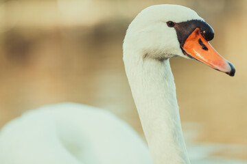 Closeup of a mute swan on a pond under the sunlight with a blurry background