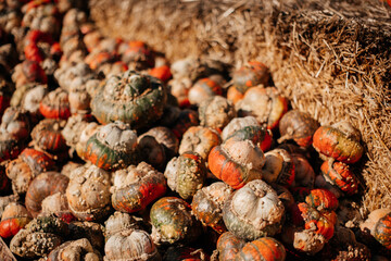 pumpkins