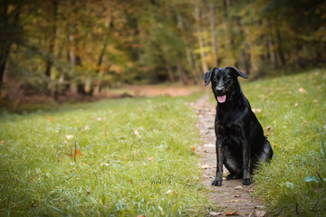 Portrait of black dog with amazing background. Amazing autumn atmosphere in Prague.