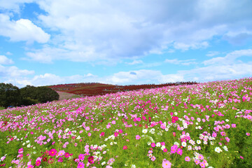 landscape of hitachi seaside park in autumn