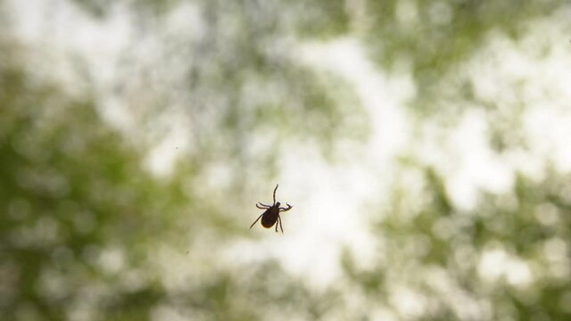 Handicaped tick with only 7 legs walking on a white background.