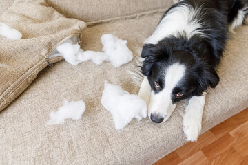 Naughty playful puppy dog border collie after mischief biting pillow lying on couch at home. Guilty dog and destroyed living room. Damage messy home and puppy with funny guilty look.