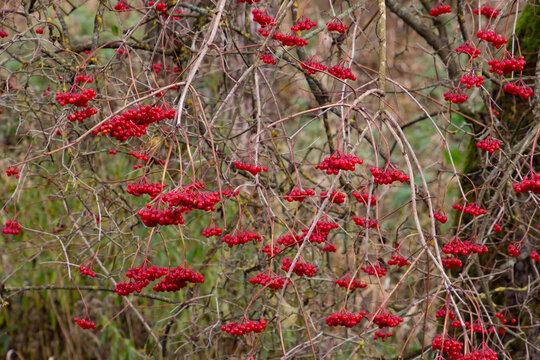 Red berries of the viburnum opulus hanging on bare branches, also called guelder rose, water elder or common snowball