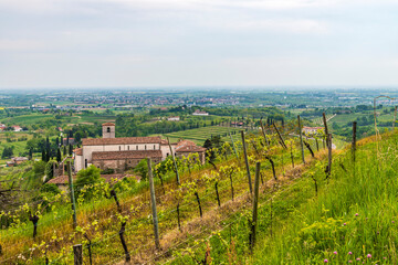 Fototapeta na wymiar Flowers and vineyards on the hills of the Collio Friulano.