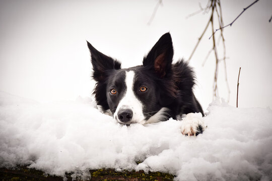 Border collie is lying on trunk in snow. She look like fox on hunt.