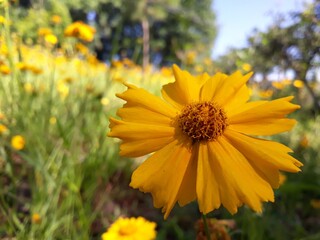 yellow flowers in the garden