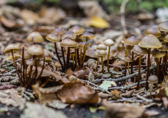 mushroom in the forest