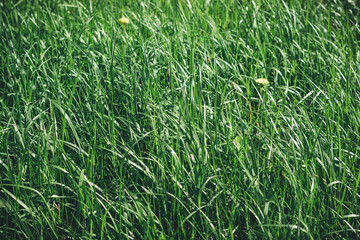 Field with young green grass on a bright day, background