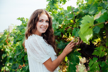 Beautiful fashionable woman in a dress in a field of vineyards collects grapes