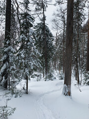 Winter forest, pine trees, fir trees and spruces in snow, snowy forest background