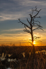 Toter Baum im Moor bei Sonnenuntergang.