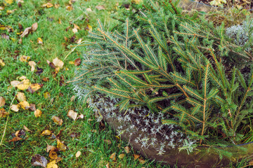 Winter cold damage prevention in home garden concept. Covering lavender flower bush with spruce tree branches so the plant will survive winter in cold winter climate northern hemisphere. Bush covered.