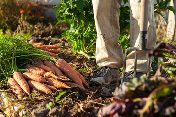 Carrot harvest at a bed in the garden