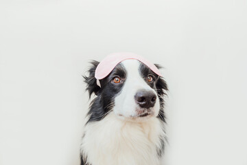 Naklejka na ściany i meble Do not disturb me, let me sleep. Funny cute smiling puppy dog border collie with sleeping eye mask isolated on white background. Rest, good night, siesta, insomnia, relaxation, tired, travel concept.