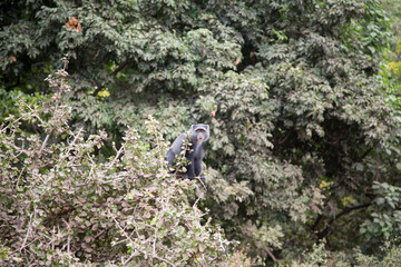 A monkey on a tree